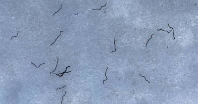 Миллиарды загадочных слепых червей выползли из горных ледников