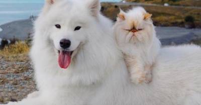 Белые и пушистые пес-весельчак и кот-бука стали лучшими друзьями