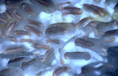 Миллиарды безглазых червей выползают из вечных льдов: ученые в ступоре