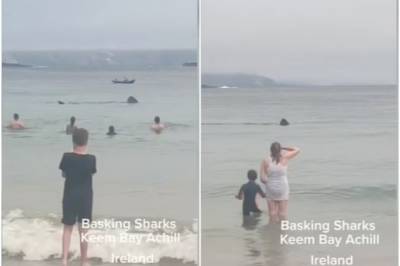 В Ирландии акулы приплыли прямо к берегу, где отдыхали дети (ВИДЕО)