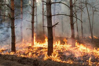 Еще три лесных пожара потушили в Новгородской области
