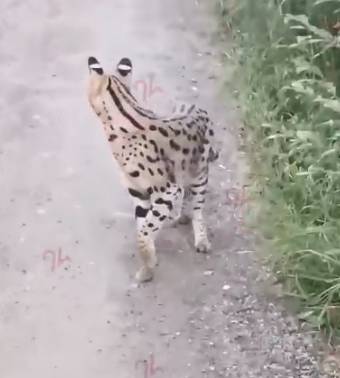 Во Всеволожском районе увидели экзотического хищника, гуляющего по садоводству — видео