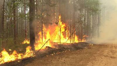 МЧС России: В Карелии продолжают действовать 21 очаг лесных пожаров