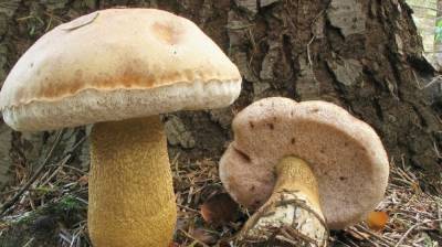 Жителям Ленобласти рассказали, когда и где можно будет собирать грибы