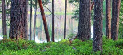 В самый разгар лесных пожаров в России оживилась общественная дискуссия о приватизации лесов