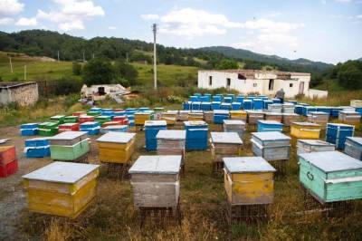 Вслед за Кельбаджаром пчеловодческие хозяйства перенесены и на пастбища Лачина (ФОТО)