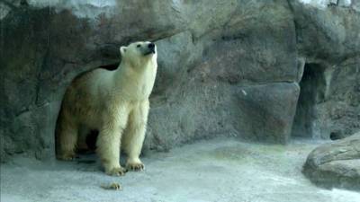 Москвичи выберут имя для спасенной в Якутии медведицы