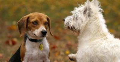 В прокуратуре прокомментировали новые "санкции" для владельцев собак в Подмосковье