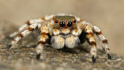 В Волгоградской области «орудует» ядовитый паук