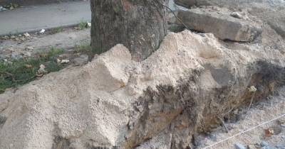 В Калининграде при реконструкции Колхозной обрубили корни деревьев (фото)