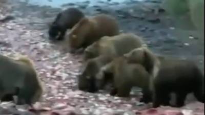 Пожирающие рыбные головы медведи на Камчатке попали на видео