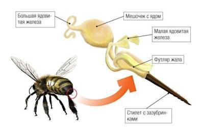 Что делать при укусе пчелы. Симптомы, первая помощь.