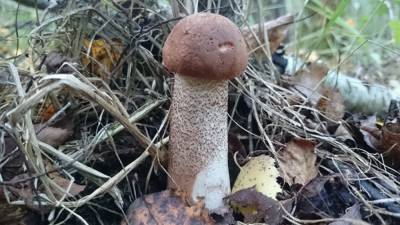 Эксперт рассказал, когда и где начинать собирать грибы в Ленобласти