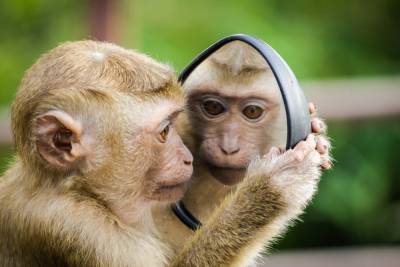 Оспа обезьян: что представляет из себя новое заболевание и на сколько оно опасно?