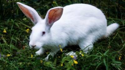 50 кроликов в Петербурге ищут новый дом