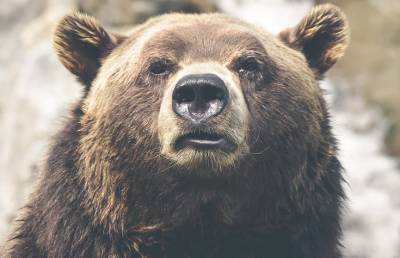 Неделю отстреливающегося от медведя мужчину спасли на Аляске