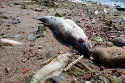Из-за массовой гибели рыбы в Псковской области возбудили дело