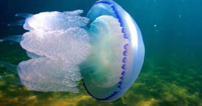 Не касаясь медуз: почему туристы получают ожоги в Азовском море