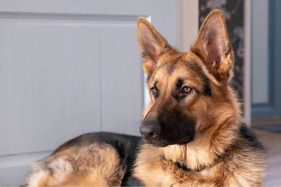 Германия: Собак бундесвера учат распознавать коронавирус по запаху