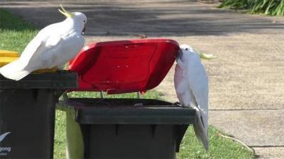 Курьез: в Австралии Какаду учат друг друга грабить мусорные баки (ВИДЕО)