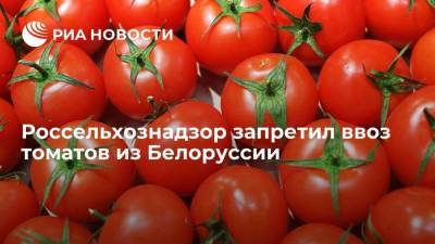 Россельхознадзор вводит ограничения на ввоз томатов белорусской компанией "Дорорс" из-за вируса