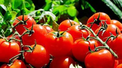 Россельхознадзор приостановил ввоз томатов белорусского экспортёра