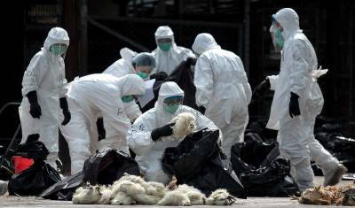 В Китае скончался один из трех заразившихся птичьим гриппом