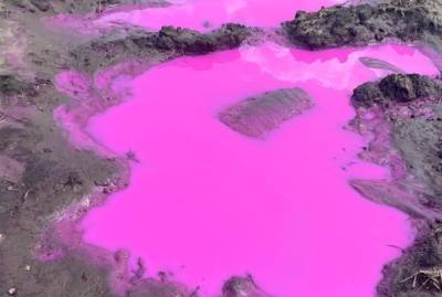 На Ровенщине забили тревогу из-за розовых луж в поле: в ГСЧС утверждают - это химикаты