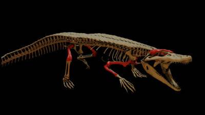 "Дедушка" Burkesuchus – предок современных крокодилов