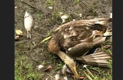 В Голосеевском парке Киева массово гибнут рыба и птицы, экологи обнаружили химикаты