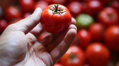 Россельхознадзор приостановит ввоз томатов одной белорусской компании