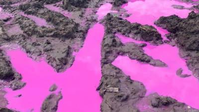 Третий класс опасности: розовые лужи на украинских полях