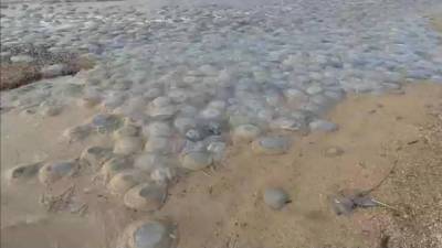 Вести в 20:00. Черноморское и Азовское побережья оказались во власти медуз