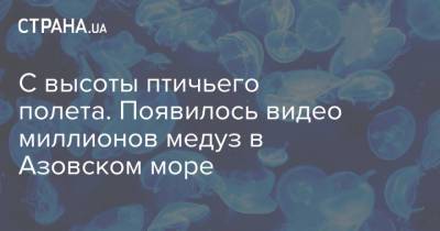 С высоты птичьего полета. Появилось видео миллионов медуз в Азовском море - strana.ua - Украина - Мелитополь - Азовское Море