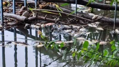 В Киеве на прудах массово гибнут рыбы: экологи обнаружили яд
