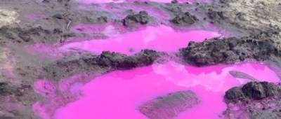 Возле Ровно появились розовые лужи из-за препарата для борьбы с вредителями