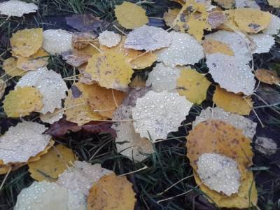 В Курортном районе Петербурга экологи обнаружили «полигон захоронения» вредных листьев