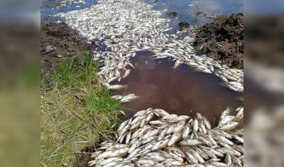 Жители Башкирии сообщили о массовой гибели рыбы в реке Худолаз