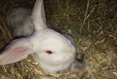 В Петербурге почти 50 подопытных кроликов ищут новый дом