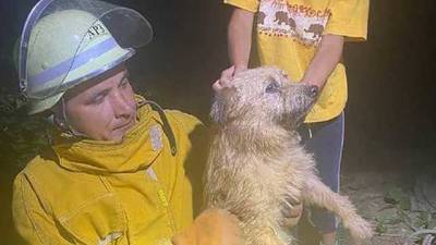 Был на 4-метровой глубине: спасатели чудом вытащили собаку из колодца