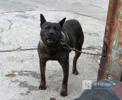 Выгул собак на Нижне-Волжской набережной запретили из-за жалоб жителей