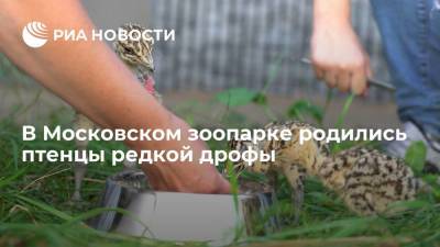 В Московском зоопарке родились птенцы редкой большой дрофы