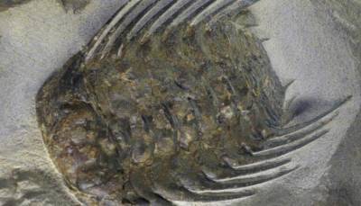 Чешские палеонтологи нашли необычные останки древнего трилобита