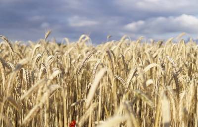 Лукашенко призвал аграриев провести уборочную по всем правилам и поставить жесткий заслон потерям зерна