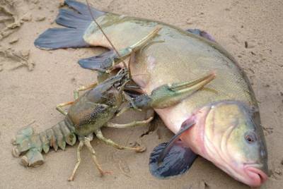 Двоих жителей Удмуртии обвиняют в незаконной ловле рыбы и раков