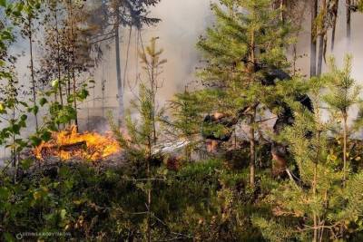 Площадь лесных пожаров в Карелии превысила 10 тысяч гектаров