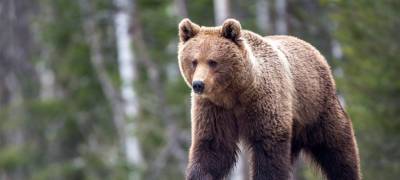 Медведь вломился в закрытый автомобиль в Карелии, пришлось вызывать спасателей