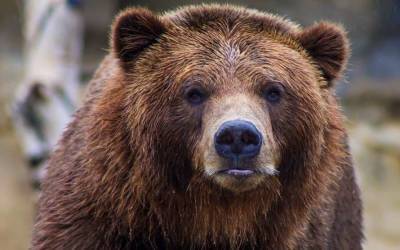 На Аляске мужчину вызволили после недельной осады медведем (ФОТО)