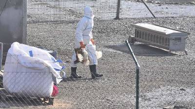 В «Векторе» оценили угрозу птичьего гриппа H5N6 для россиян