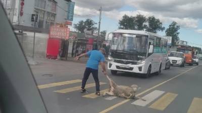 В Янино местный житель тащил барана за ногу по проезжей части